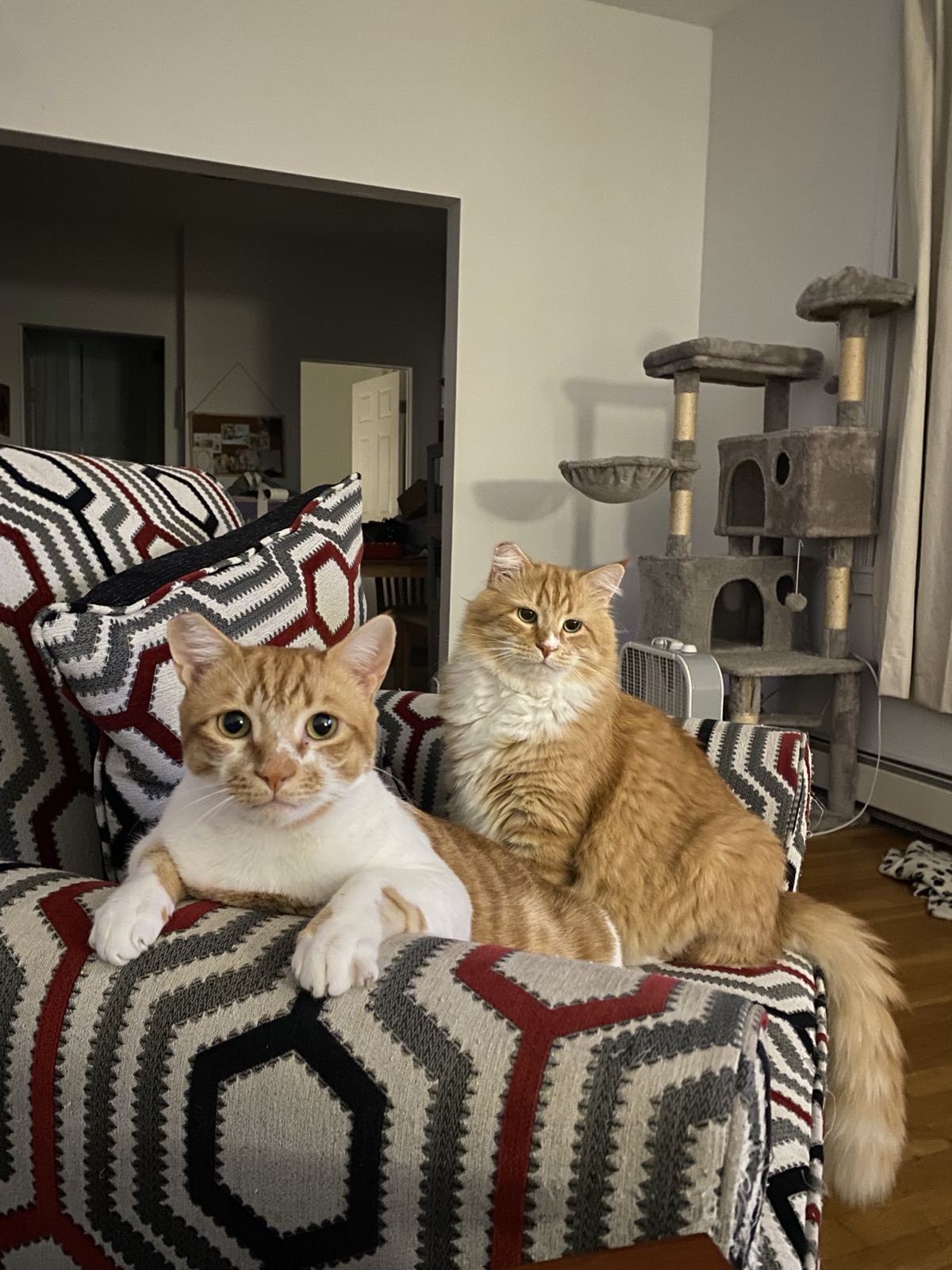 Cats!